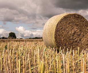 Natur Pflanzen • Früchte • Landschaft